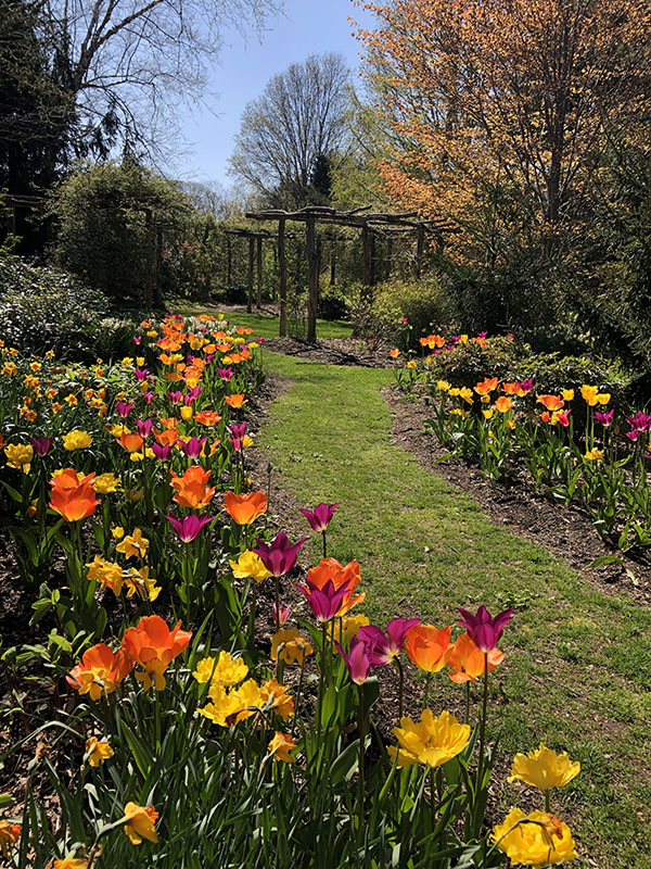 Experience the Beauty Long Island Tulip Festival 2025 A MustSee Event!