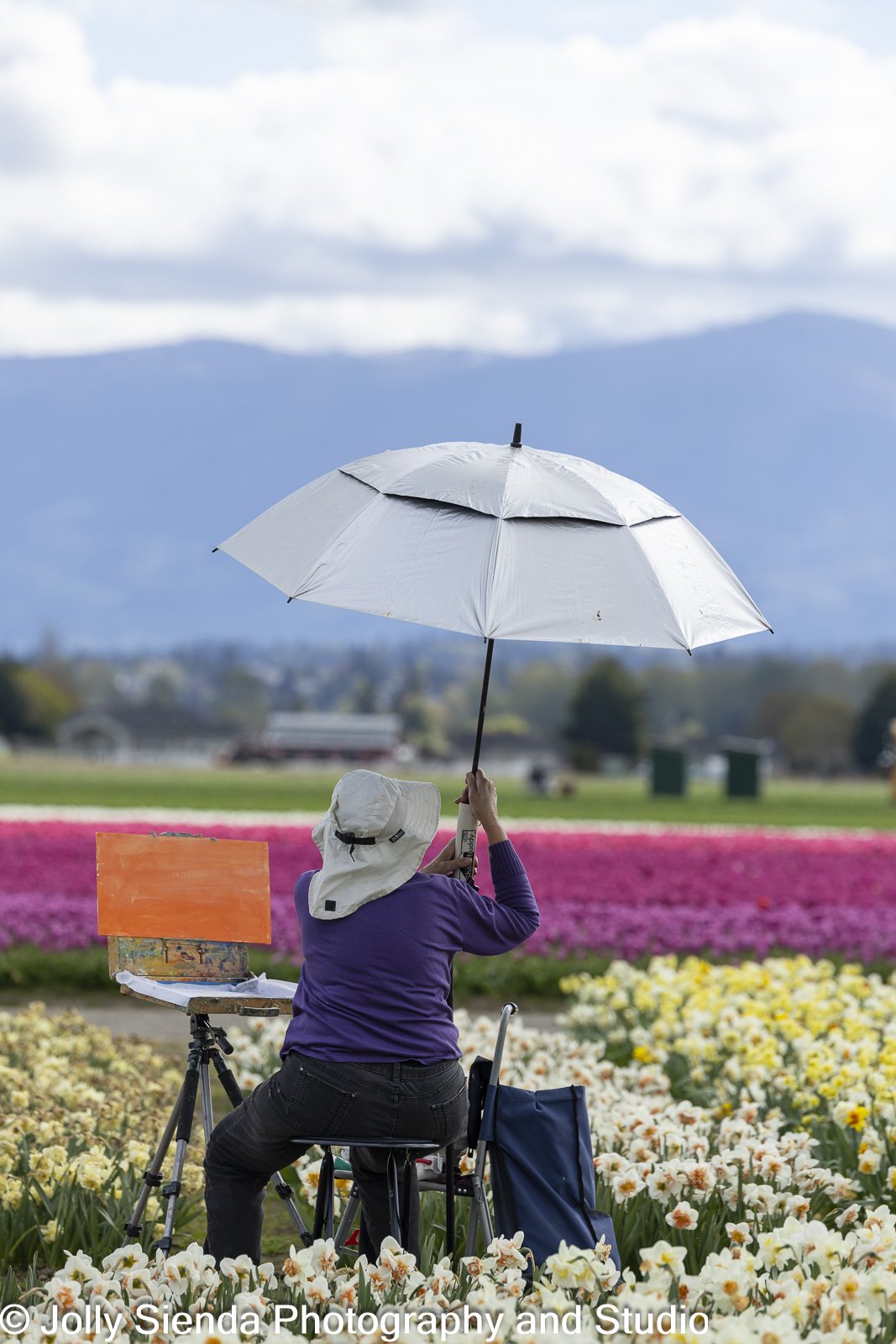 Experience the Beauty Roozengaarde Tulip Festival 2025 Unveiled!