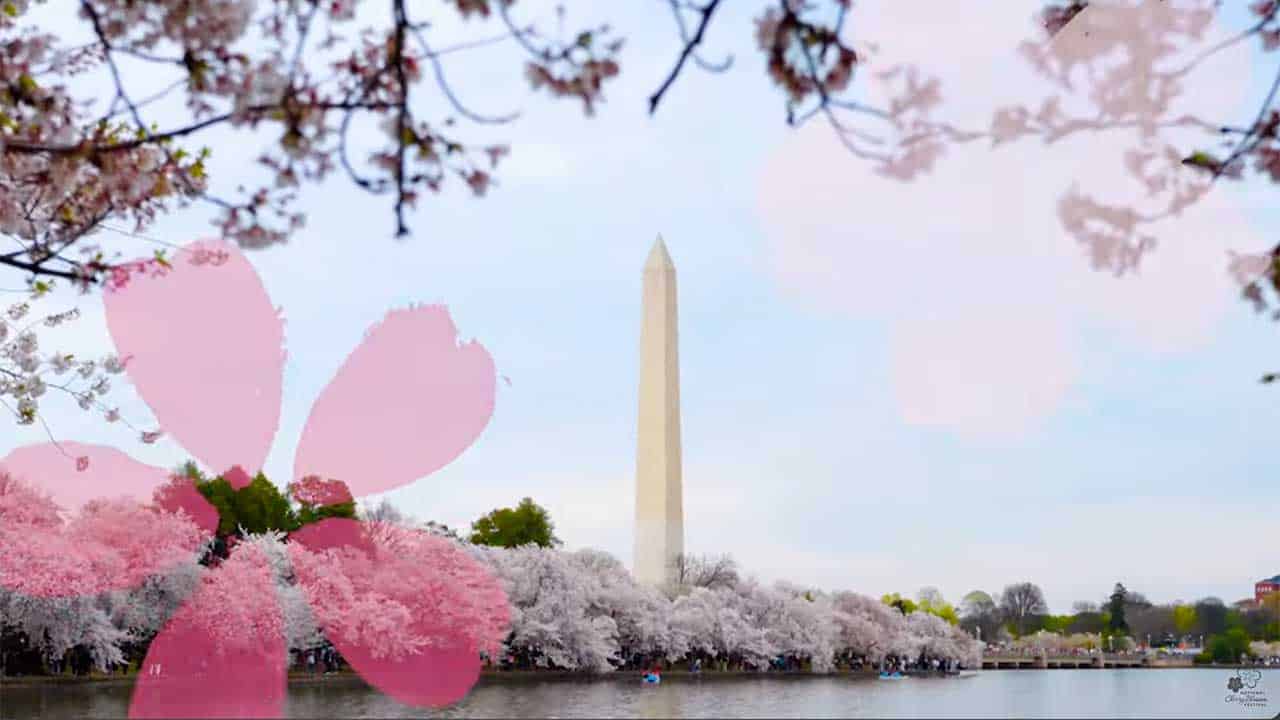 Your Guide to the Cherry Blossom Festival San Francisco 2025 Dates