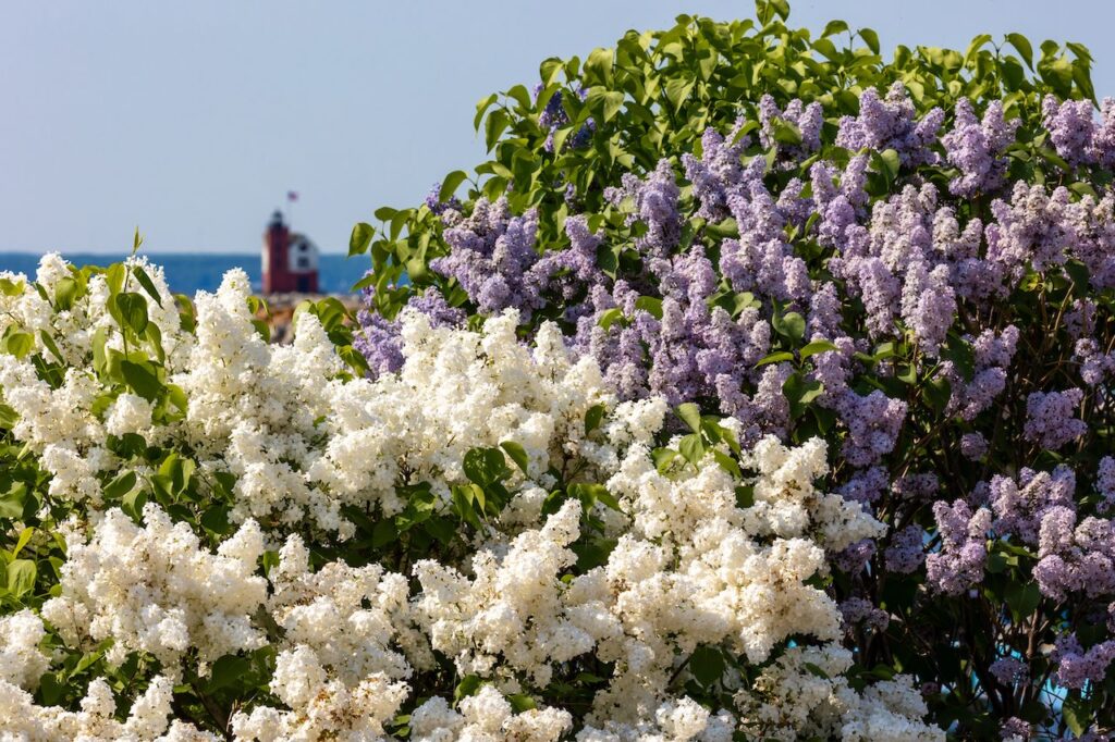 Lilac Lovers Rejoice Mackinac Island Lilac Festival 2025 Is Here! Mackinac Lilac Festival 2025 Tickets